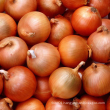 Export New Crop Fresh Yellow Onion